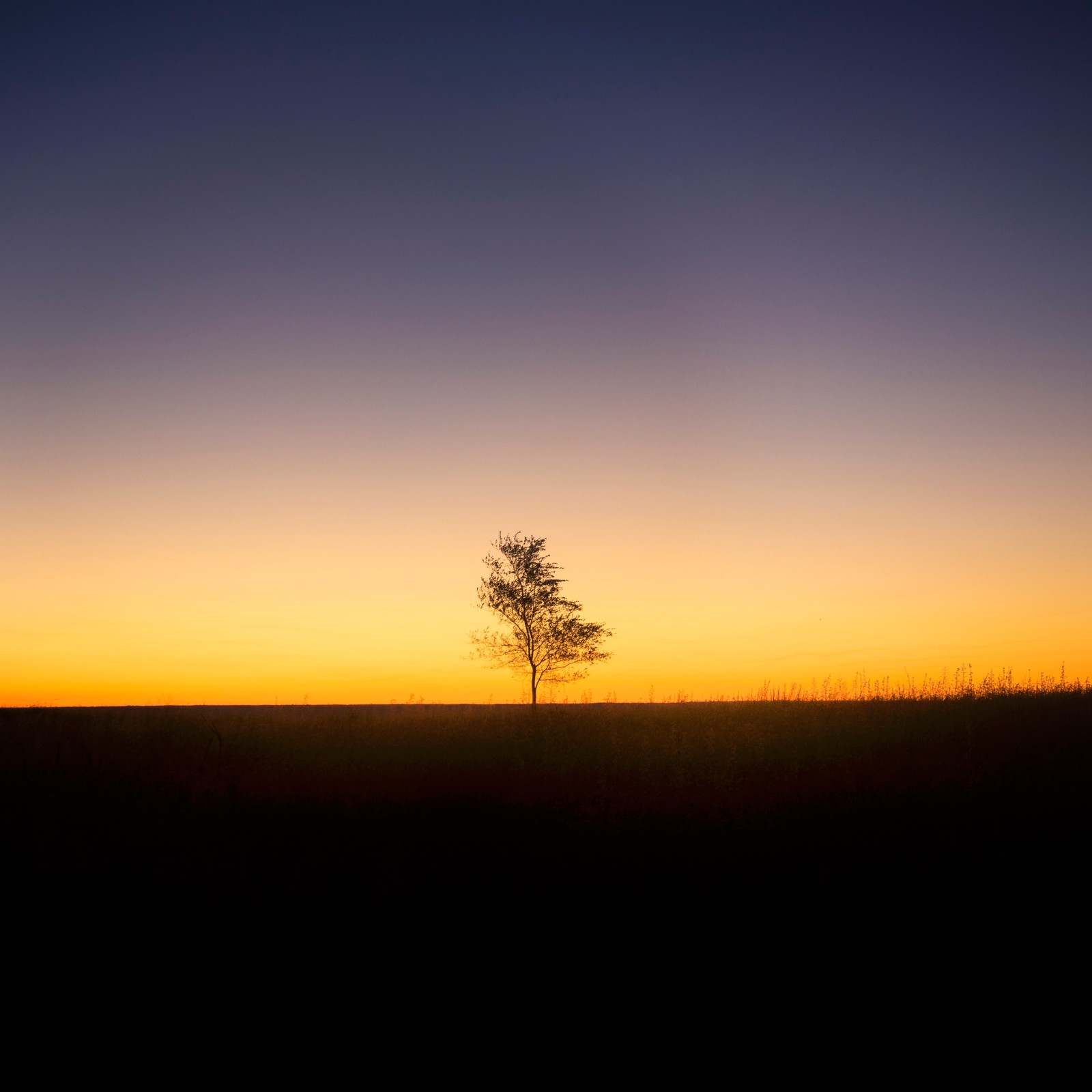 arbol